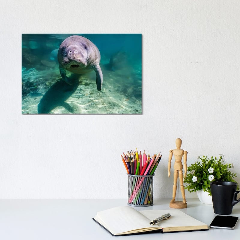 iCanvas "Manatee In Crystal River, Florida" by Jennifer Idol Canvas Print - 8x12x0.75
