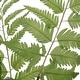 preview thumbnail 3 of 1, Uttermost Country Ferns, S/2 - 16.5 W x 21 H x 16.5 D (inches)