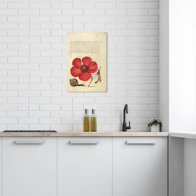 Wynwood Studio Canvas Floral and Botanical Hoefnagel - Terrestrial Mollusk Poppy Anemone and Crane Fly Wall Art Canvas Print