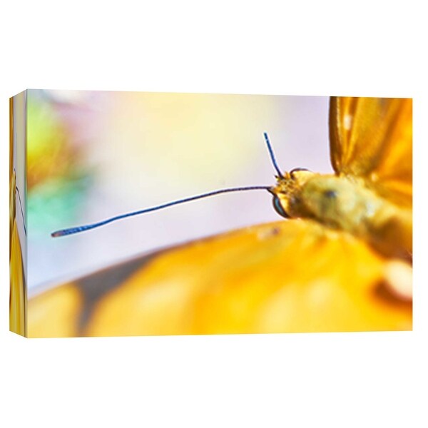 PTM Images 9-101876 PTM Canvas Collection 8" x 10" - "Butterfly Az 1" Giclee Butterflies Art Print on Canvas