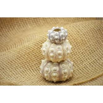 Shop 9greenbox 3 Purple Sputnik Sea Urchin Great For Ornament