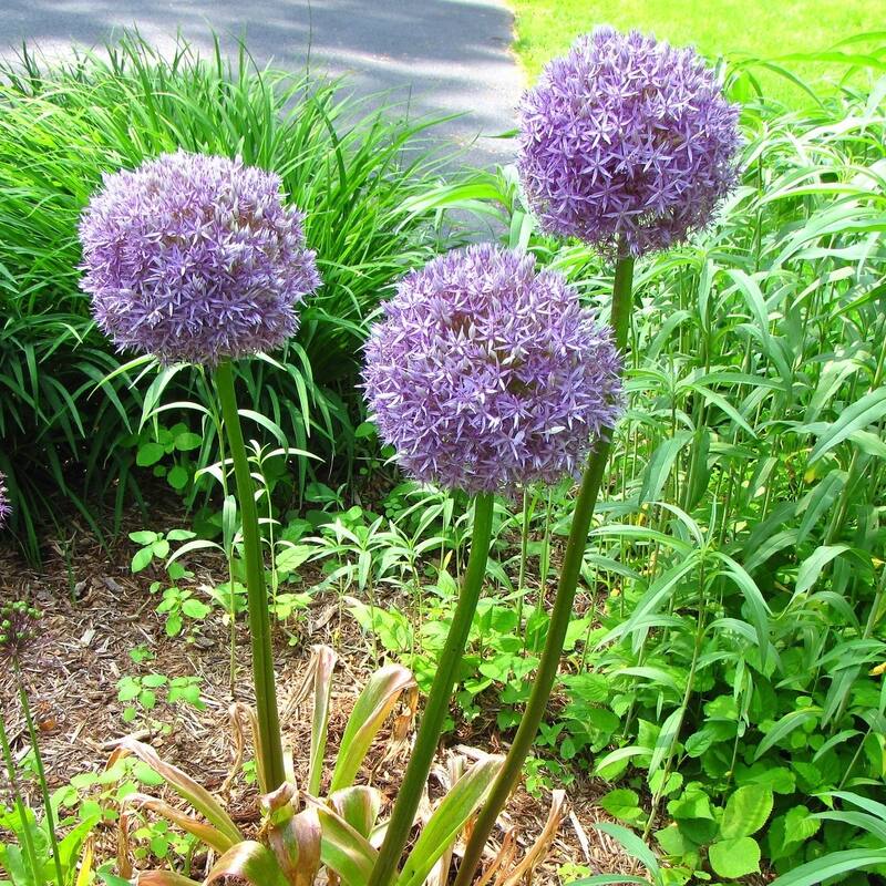 Gentle Giant Purple Allium Flowers - 9 Bulbs - Spring Garden Blooming - Attracts Butterflies, Bees & Hummingbirds - 9 Bulbs