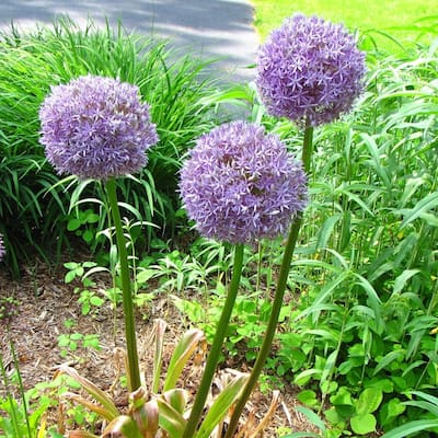 Gentle Giant Purple Allium Flowers - 9 Bulbs - Spring Garden Blooming - Attracts Butterflies, Bees & Hummingbirds - 9 Bulbs
