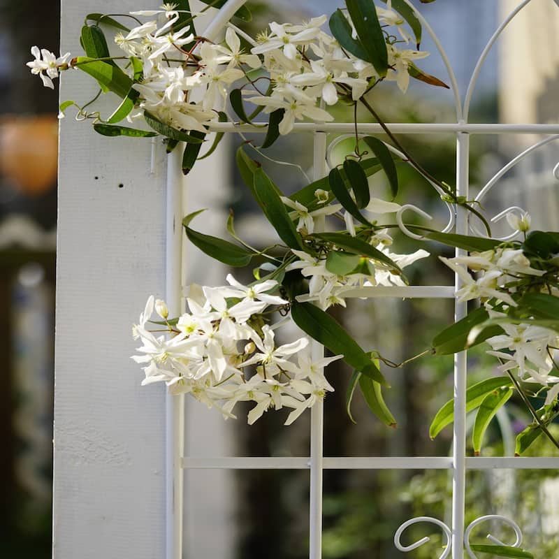 2 Pack Metal Garden Trellis 71" x 19.7" Rustproof Trellis for Climbing Plants Outdoor Flower Support Cream - Cream White