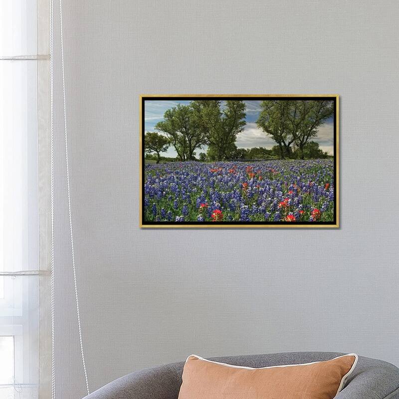 iCanvas "Sand Bluebonnet And Indian Paintbrush Flowers In Bloom, Hill Country, Texas" by Tim Fitzharris Framed Canvas Print