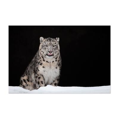 Photography Animals Cat Cave Landscape Leopard Snow Art Print/Poster ...