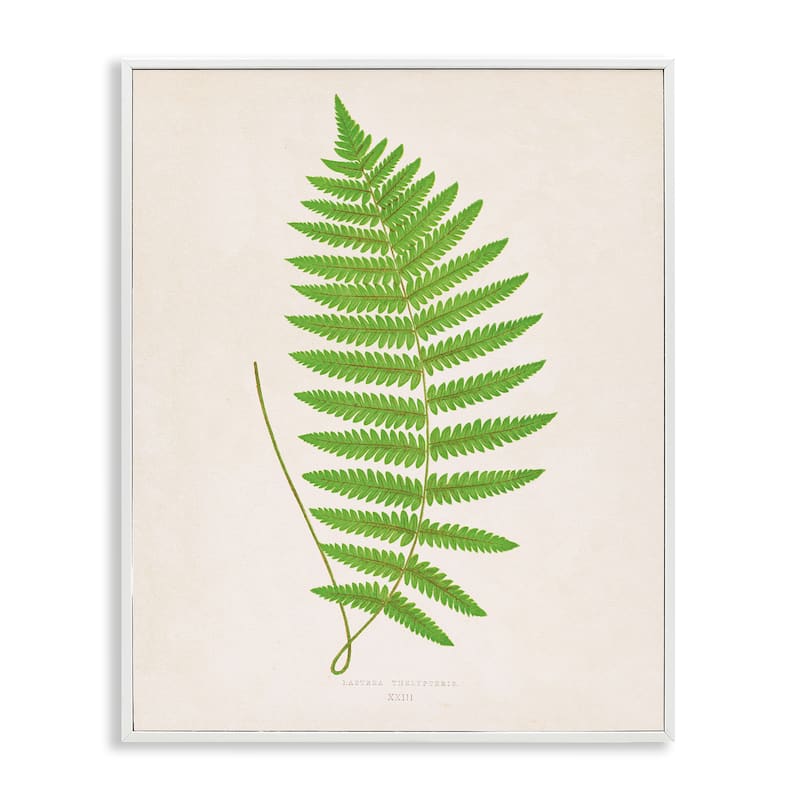 Stupell Single Fern Branch Framed Giclee Art Design By Phillipa Katz - 11 x 14 - White