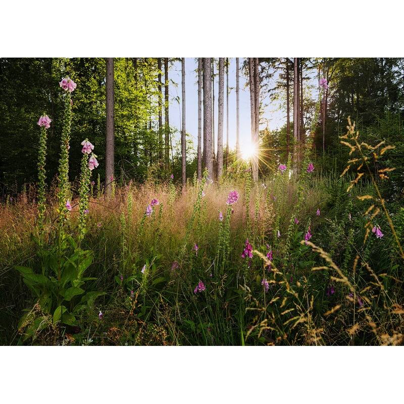 Komar Summer Glade Wall Mural