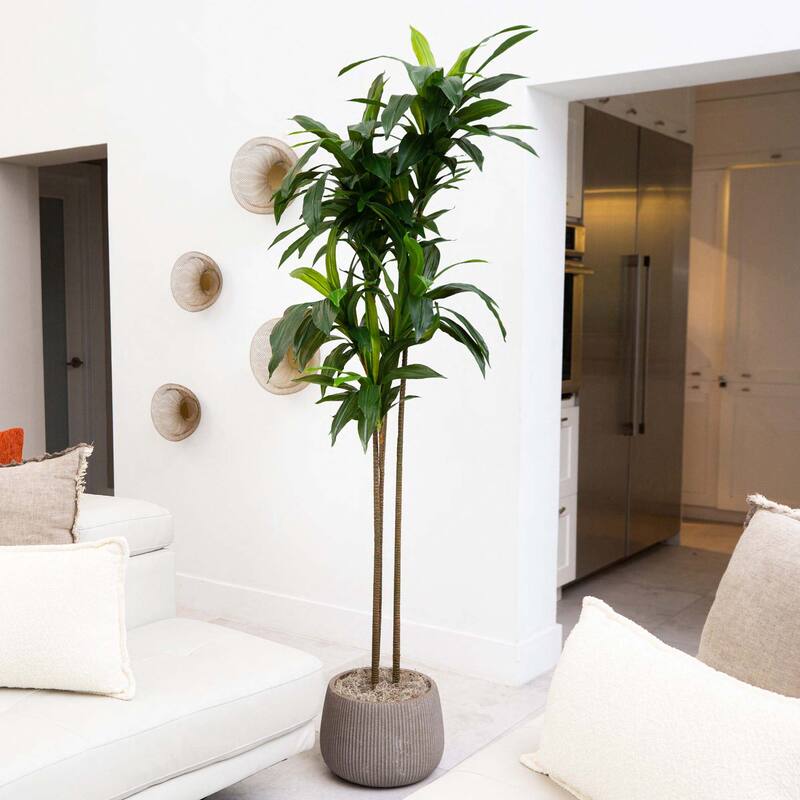 7' Artificial Dracaena Tree with Real Touch Leaves - Green