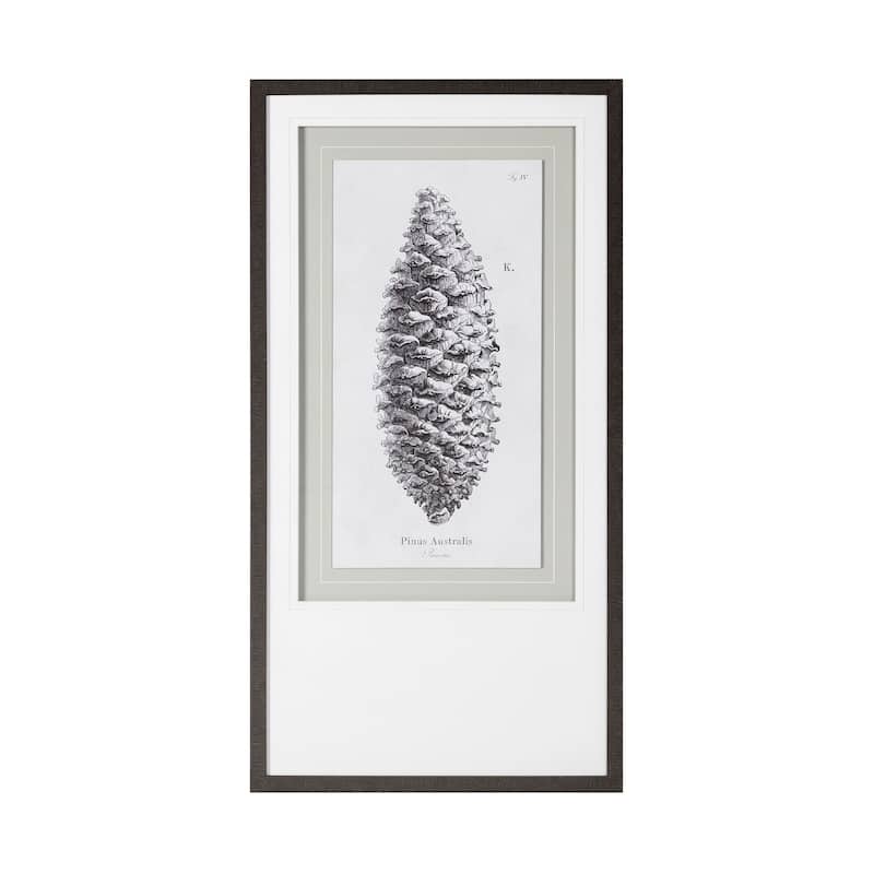 Pinus Australis Framed Art Print
