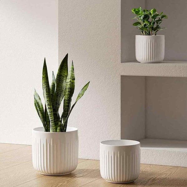 pencil cactus plant Pencil Cactus – Interior Foliage Design