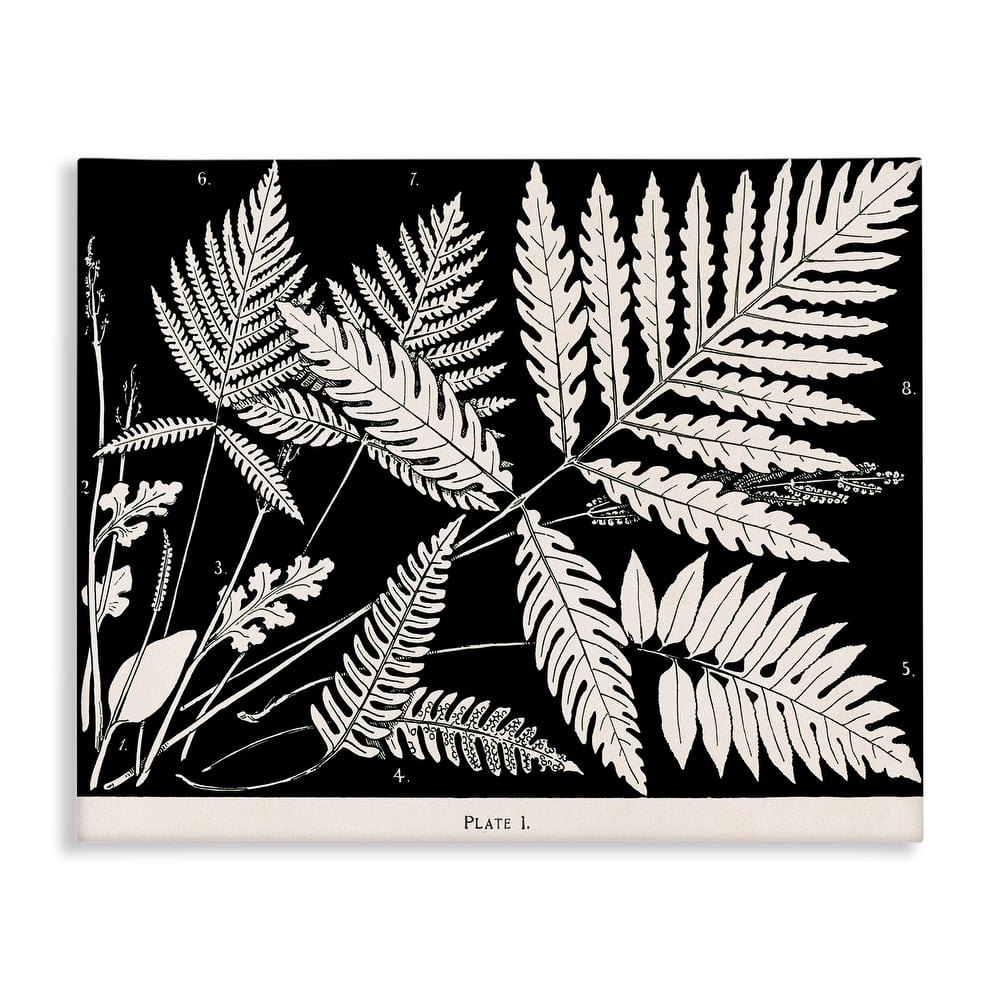 Stupell Overlapping Ferns on Black Canvas Wall Art Design By Phillipa Katz