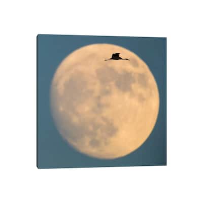 iCanvas "Sandhill crane flying against moon, Soccoro, New Mexico, USA" by Panoramic Images Canvas Print