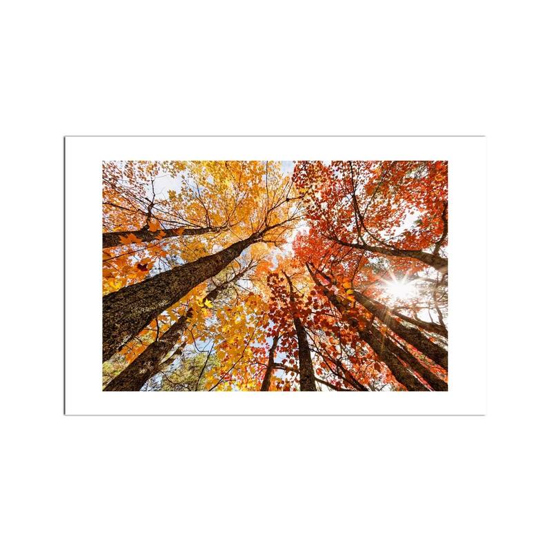 Low-Angle Autumn Fine Art by Adam Jones - Multi