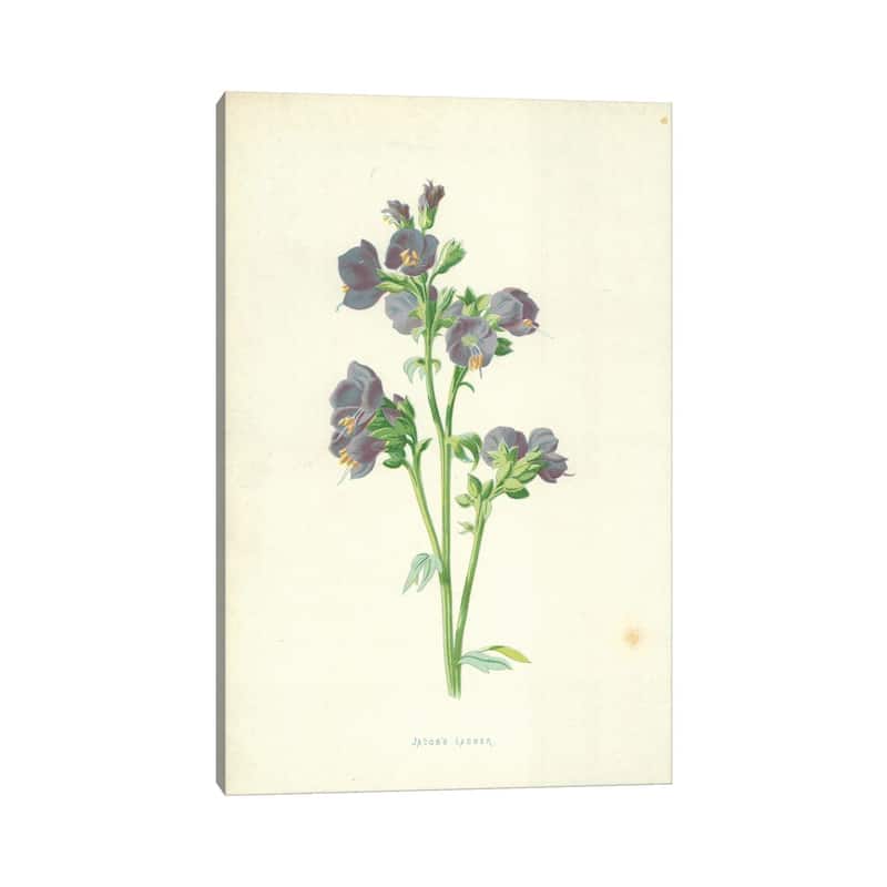 iCanvas "Jacob's Ladder (Illustration From Familiar Garden Flowers, 4th Series)" by Frederick Edward Hulme Canvas Print