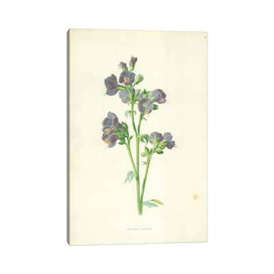 iCanvas "Jacob's Ladder (Illustration From Familiar Garden Flowers, 4th Series)" by Frederick Edward Hulme Canvas Print
