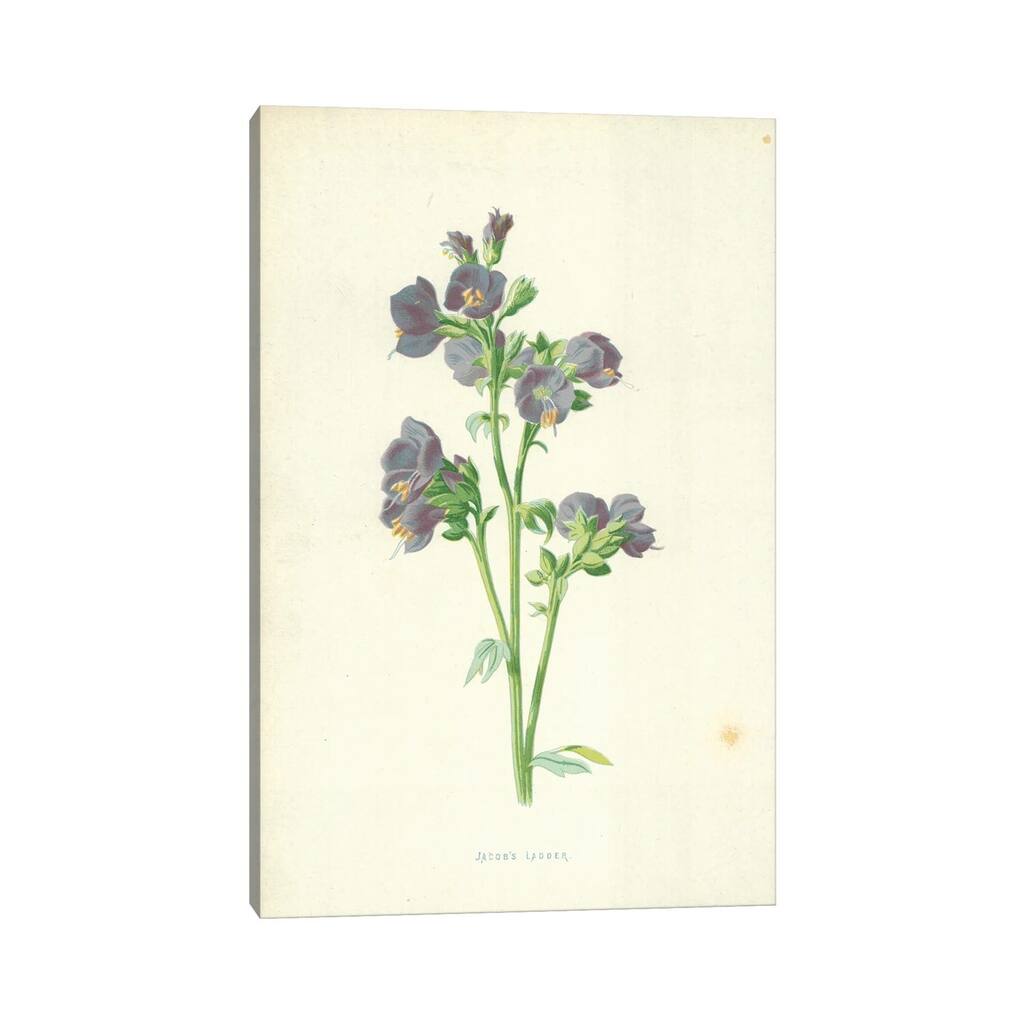 iCanvas "Jacob's Ladder (Illustration From Familiar Garden Flowers, 4th Series)" by Frederick Edward Hulme Canvas Print