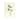 iCanvas "Jacob's Ladder (Illustration From Familiar Garden Flowers, 4th Series)" by Frederick Edward Hulme Canvas Print