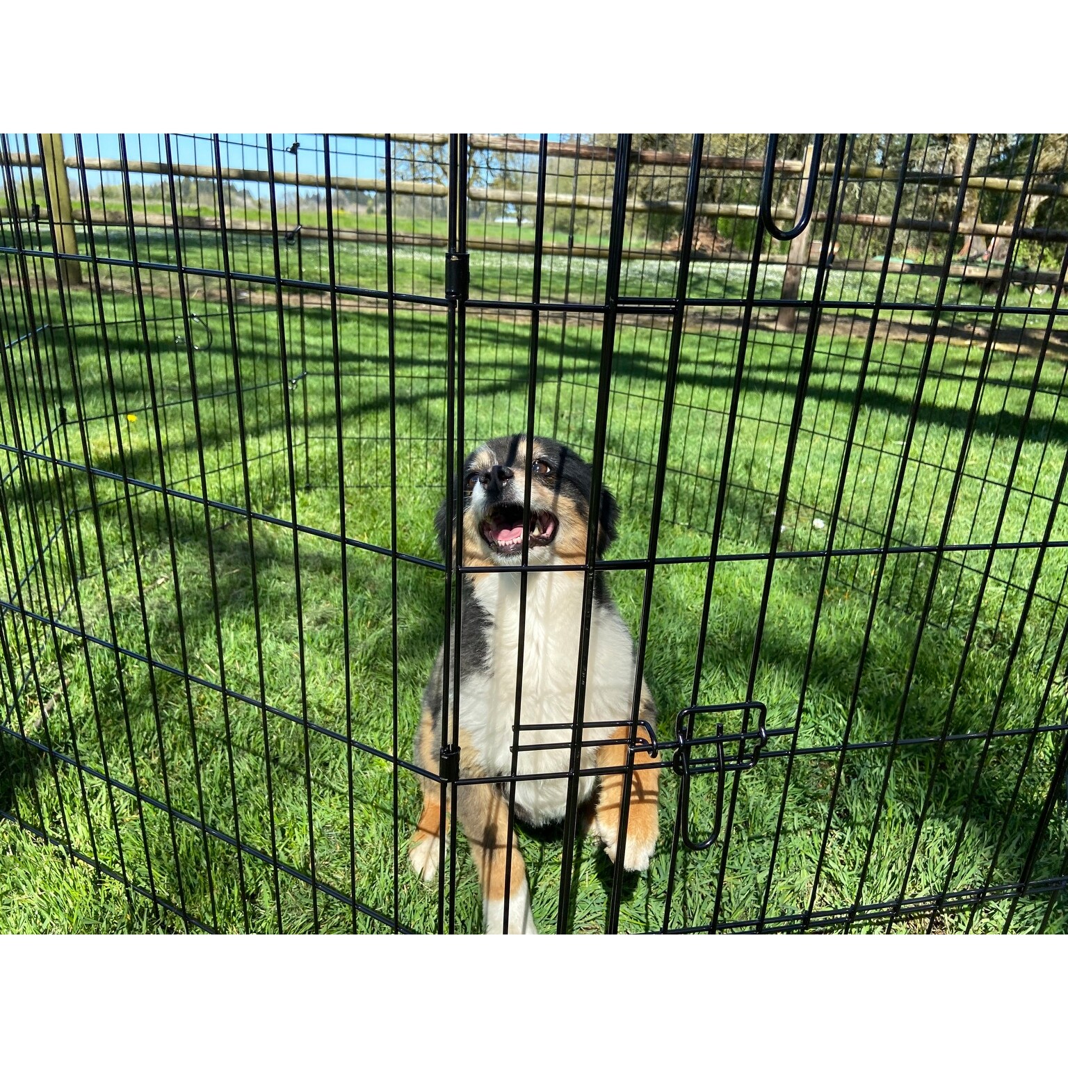 lucky dog outdoor pet playpen