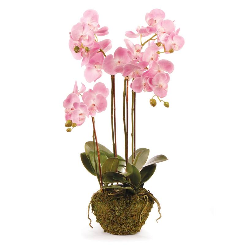 Phalaenopsis Orchid Drop-In 30" with Root Ball
