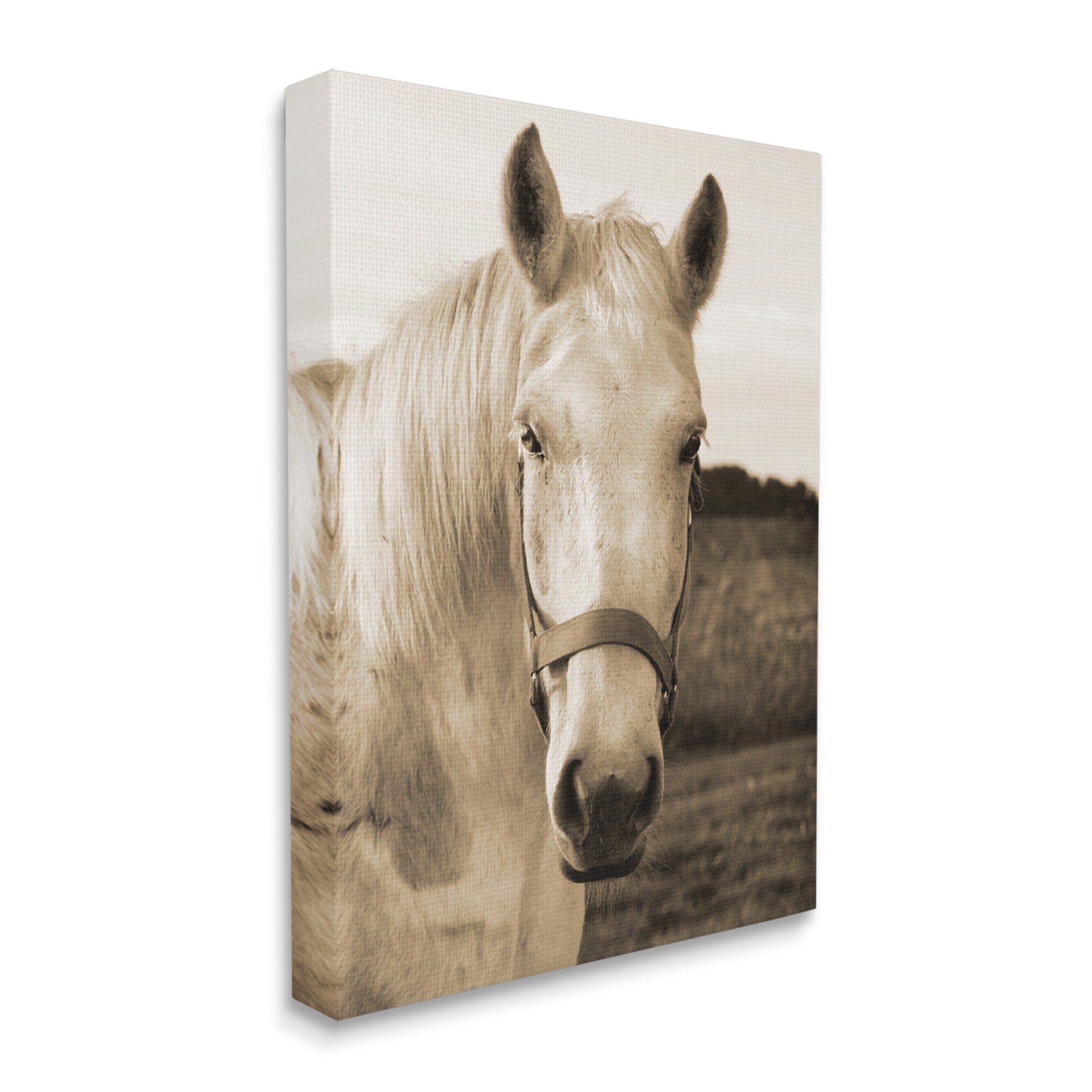 Stupell Rustic Sepia tone Portrait of White Horse Canvas-image