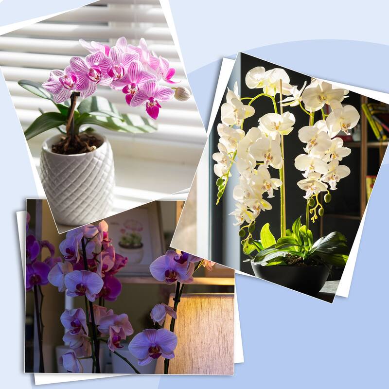 2 Pcs 38 Inch Artificial Orchid Stems Phalaenopsis Flowers
