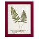preview thumbnail 34 of 138, Nature Printed Ferns IX -Framed Print w/glass-Cherry Red 9x11 - Red