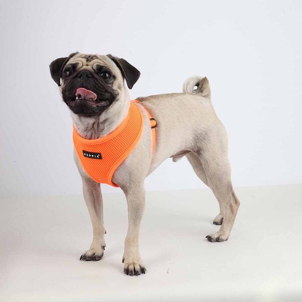 Puppia Harness Review Put Your Puppy Safety First Dog Barkings