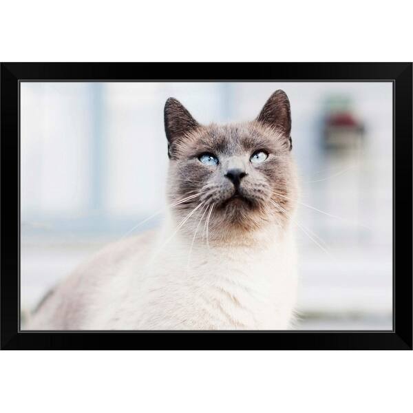 Shop Blue Eyed Siamese Cat Looking Up Black Framed Print On
