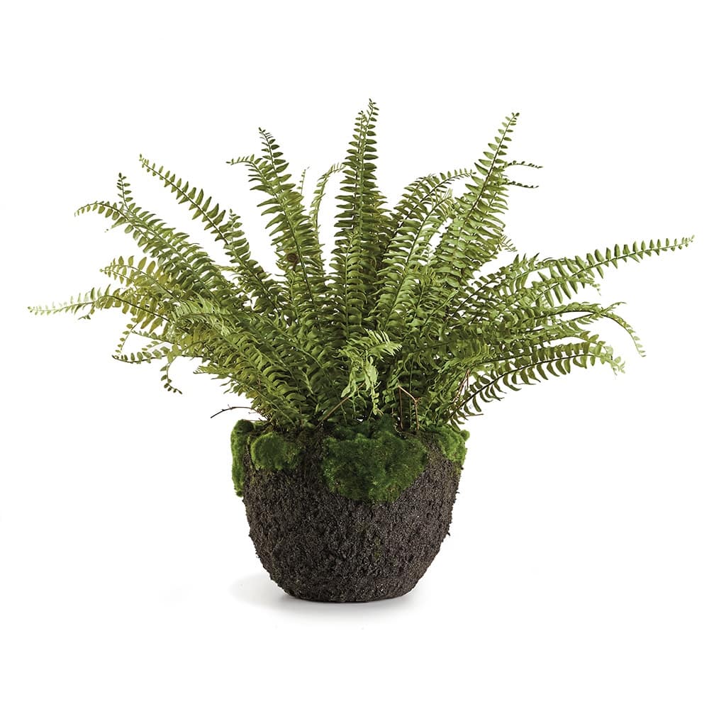 Grand Boston Fern Drop-In 30" - Green