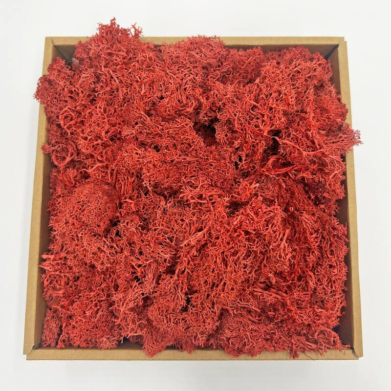Preserved Reindeer Moss in Multiple Colors - Large - Chinese Red