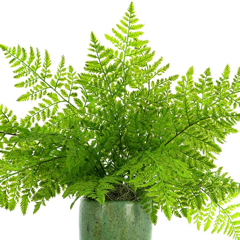 Organic Modern Fern Arranged in a Ceramic Pot - Green