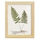 preview thumbnail 63 of 138, Nature Printed Ferns IX -Framed Print w/glass-Cherry Red 9x11 - Natural