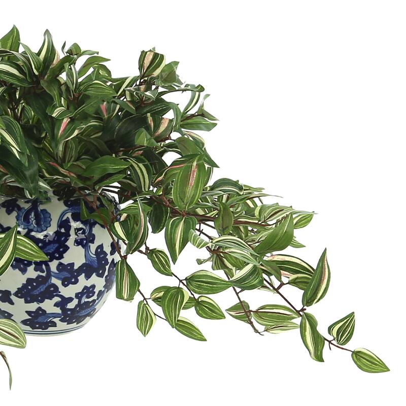 Silver Inch Plant in a Ceramic Vase - Green