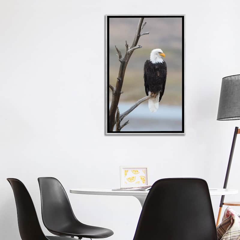 iCanvas "USA, Wyoming, Sublette County. Adult Bald Eagle sitting on a snag above Soda Lake." by Elizabeth Boehm Framed