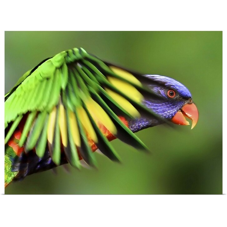Shop Rainbow Lorikeet In Flight Poster Print Overstock 16446513