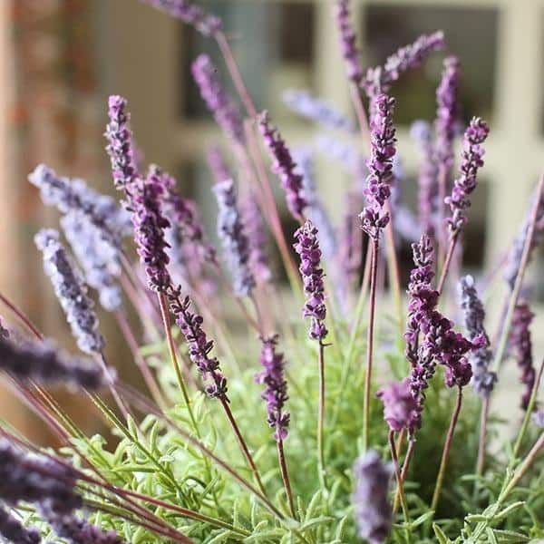 RusticReach Artificial Lavender Stem, Handmade, Silk Cloth/Plastic - Bed  Bath & Beyond - 18228200