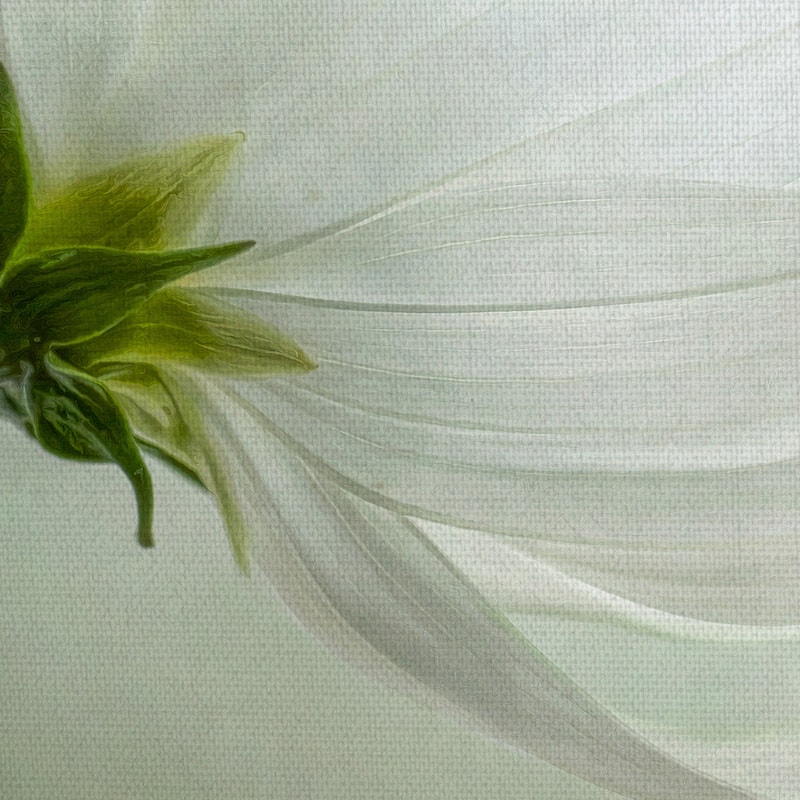 Cosmos Charisma by Mandy Disher Canvas Art Print