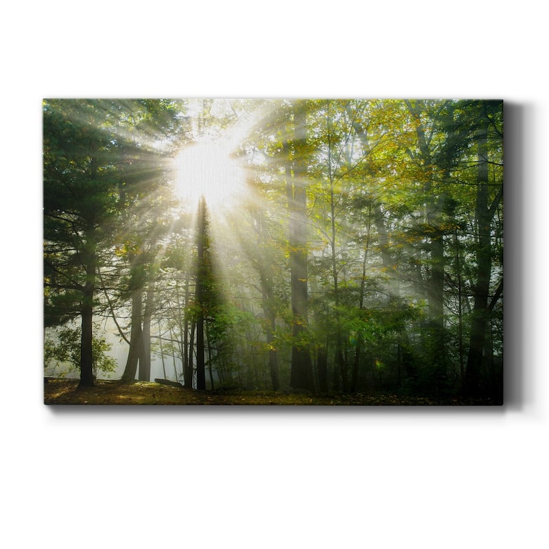 Light and Trees II Premium Gallery Wrapped Canvas - Ready to Hang - 32X48