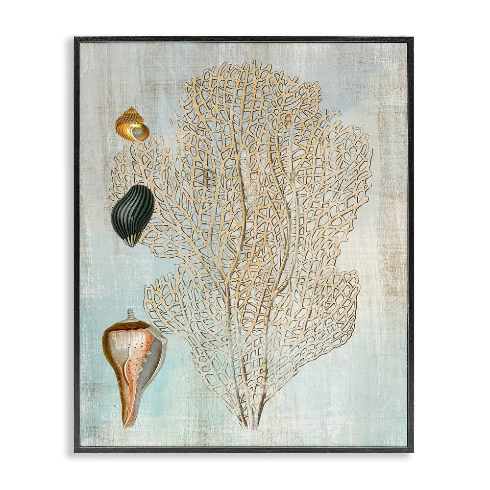 Stupell Detailed Coral & Seashells Framed Giclee Art Design By Susan Arnot