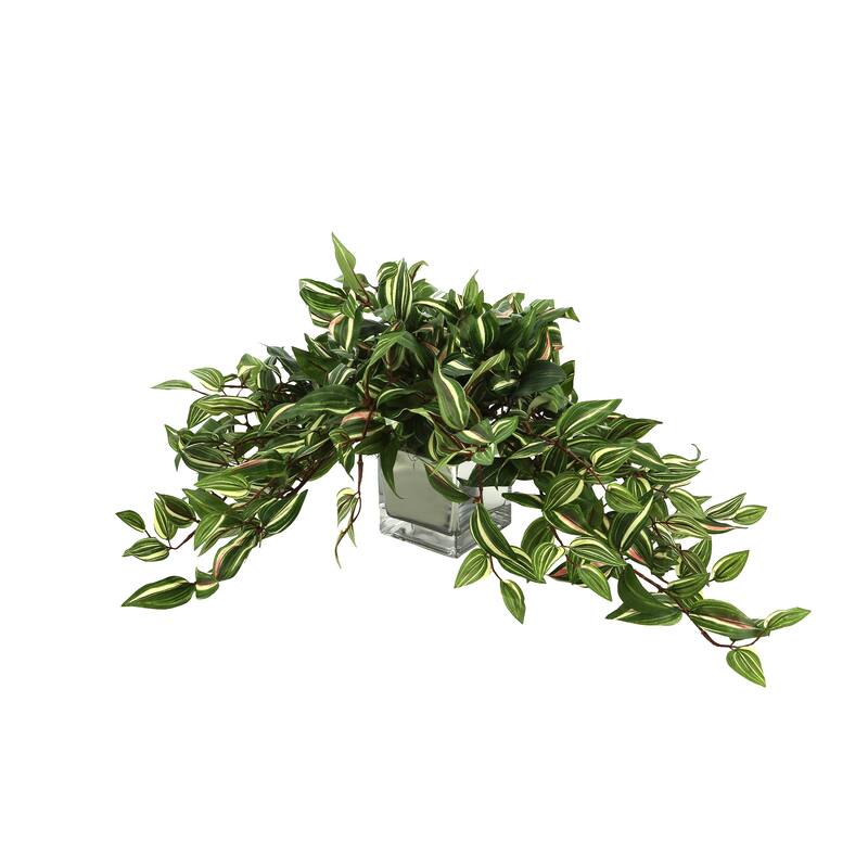 Ivy Arrangement in a Square Glass Pot - Green