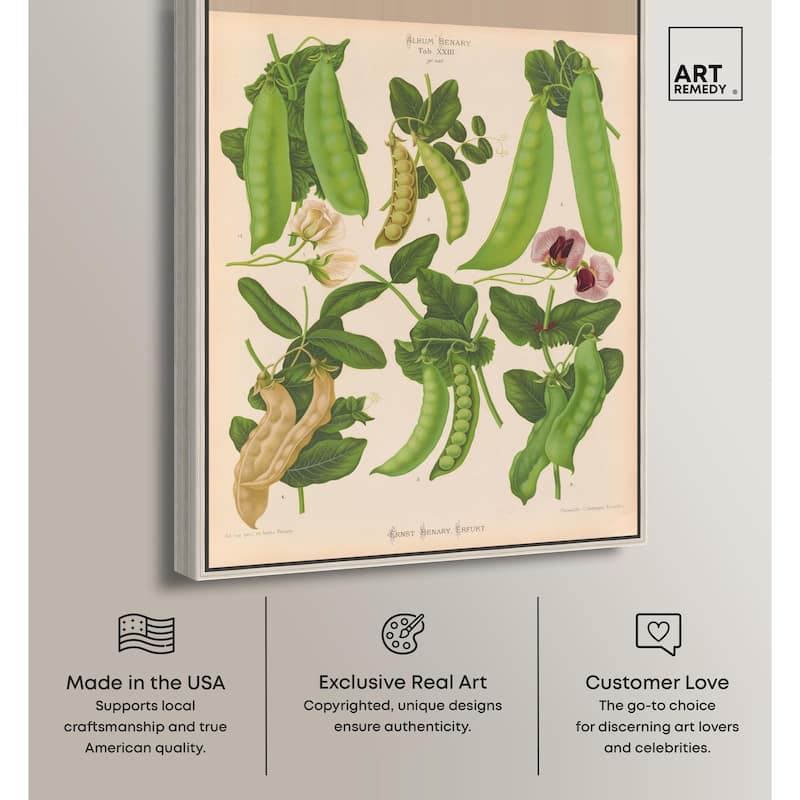Podded Peas from Benary 1876 Canvas by Art Remedy
