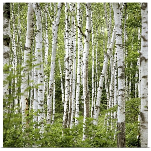 Birch trees (Betula sp.), summer