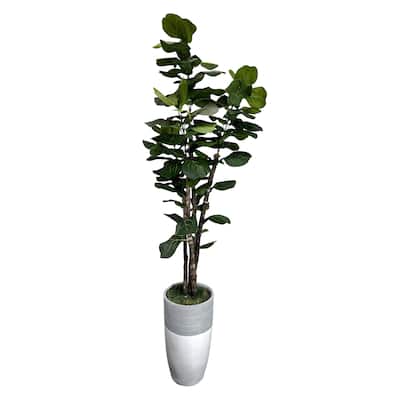 Handmade 7' Artificial Fig Tree Deluxe in Elegant Grey and White Fiberglass Planter - Cypress & Alabaster - Home Décor - Green