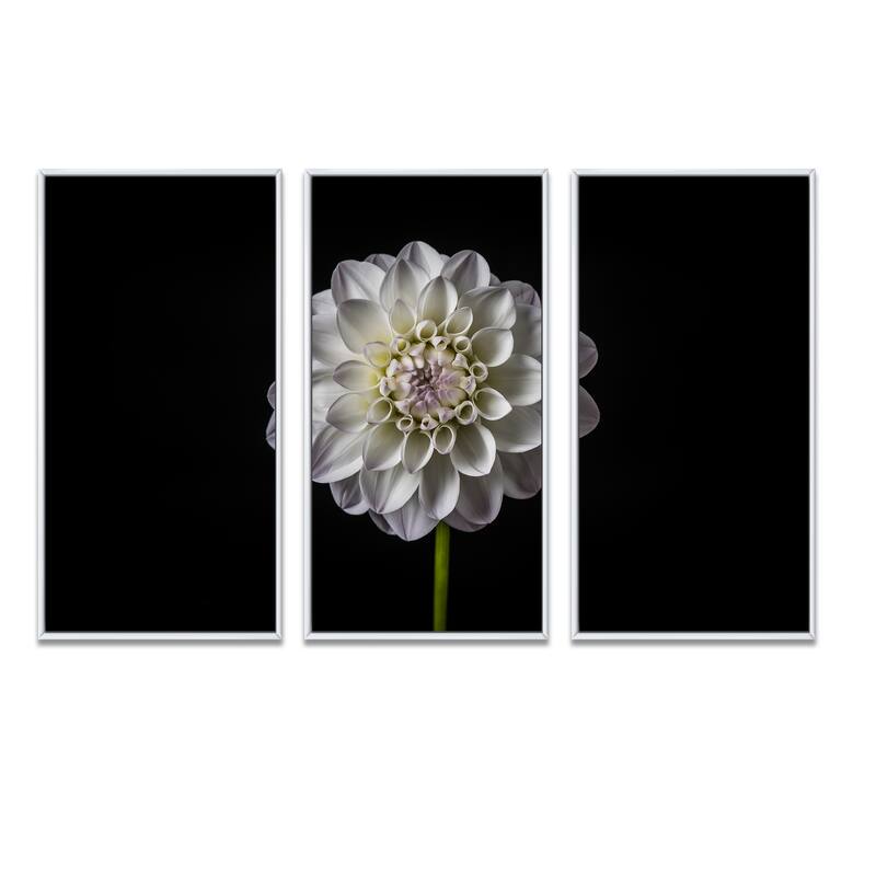 Designart "Isolated Dahlia Flower in Black" Floral Framed Art Prints
