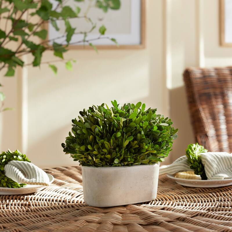 Boxwood Bush In Oval Pot - Green