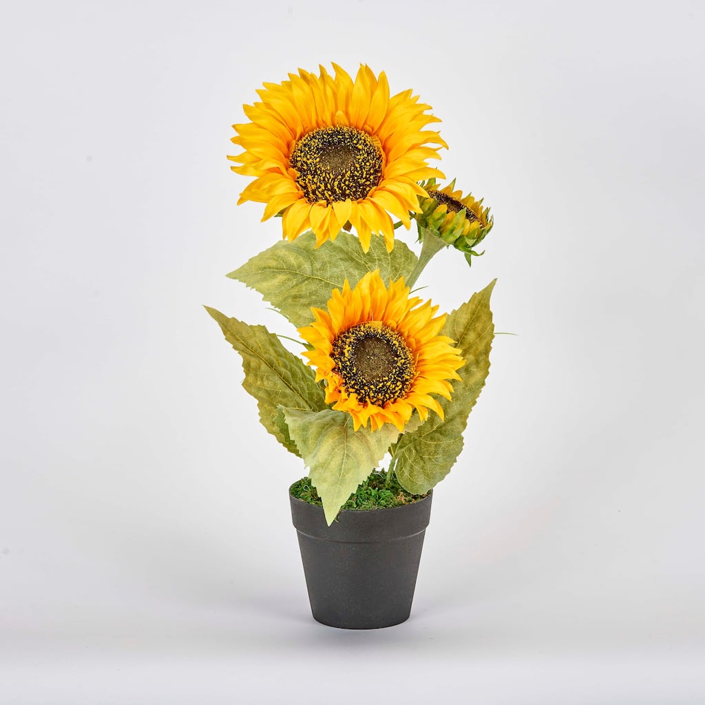 14" Potted Sunflower w/ 3 Sunflower Heads - Multicolor