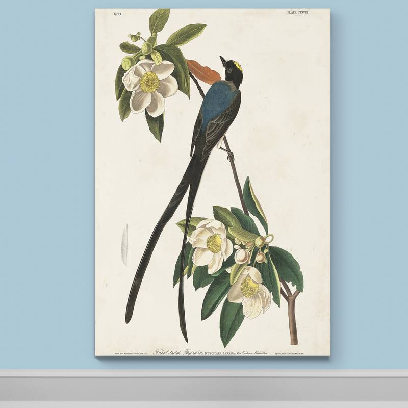 Pl 168 Fork-tailed Flycatcher -Premium Gallery Wrapped Canvas