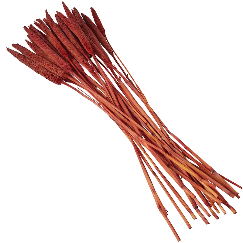 Dried Plant Bunny Tail Home Decor Natural Foliage - White, Red, Dark Brown, Orange, Green, Pink, Yellow - Roche River Decor