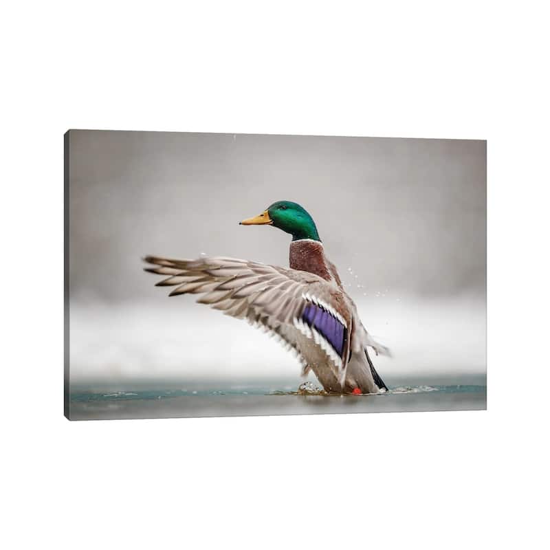 iCanvas "Male Mallard" by Mateusz Piesiak Canvas Print